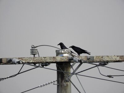 Fog telegraph pole