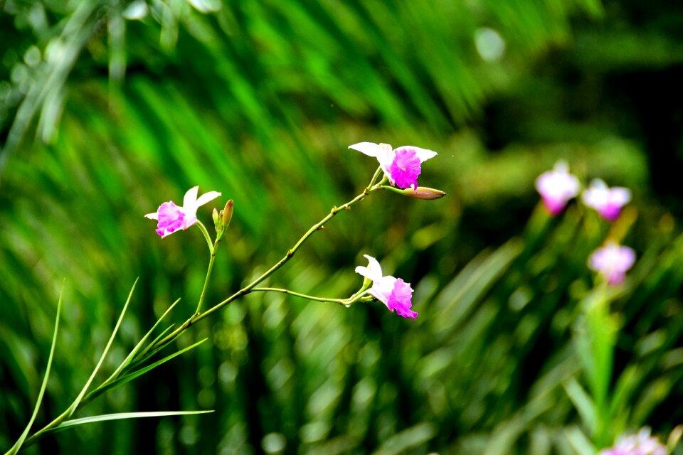 Plant nature pink