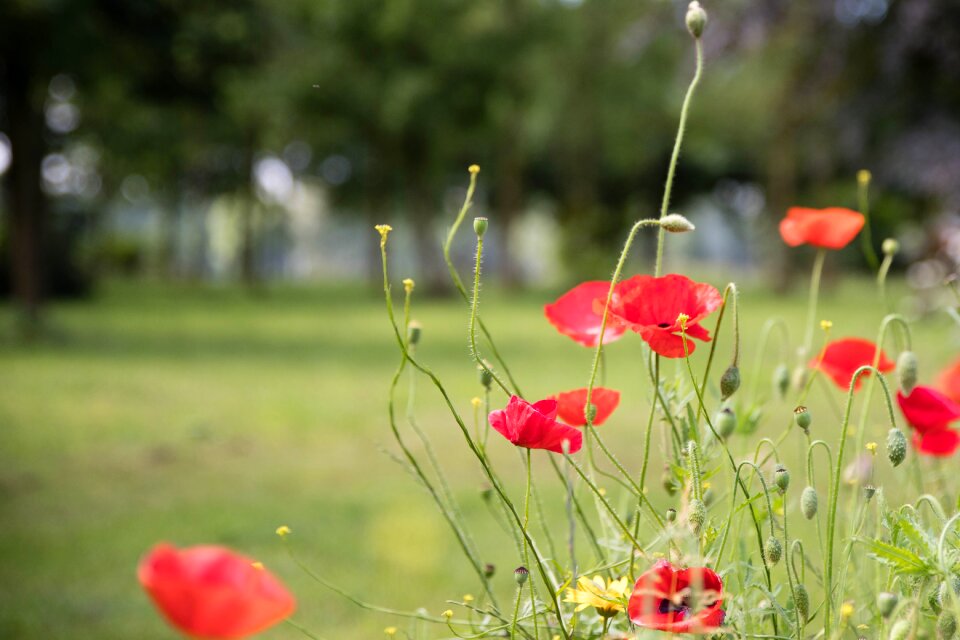 Field garden flowers