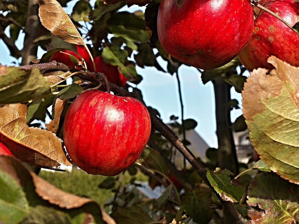 Branch foliage fruits