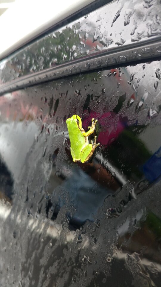 Wet frog siting