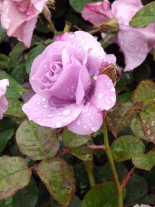Dewdrop raindrop nature