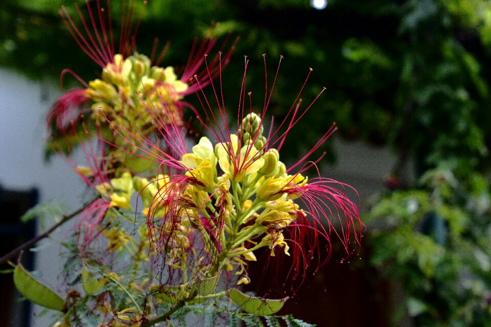 Flora nature romantic