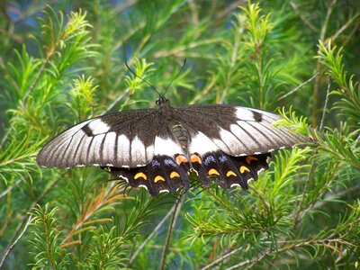 Plant insect summer