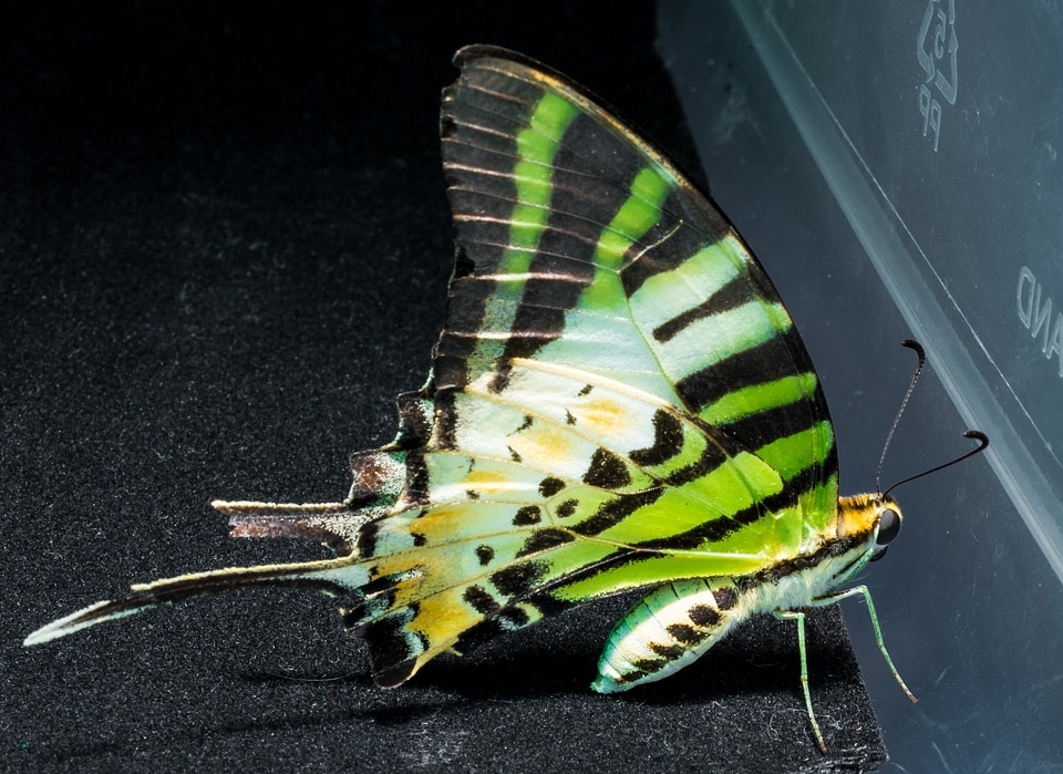 Butterfly insect close up