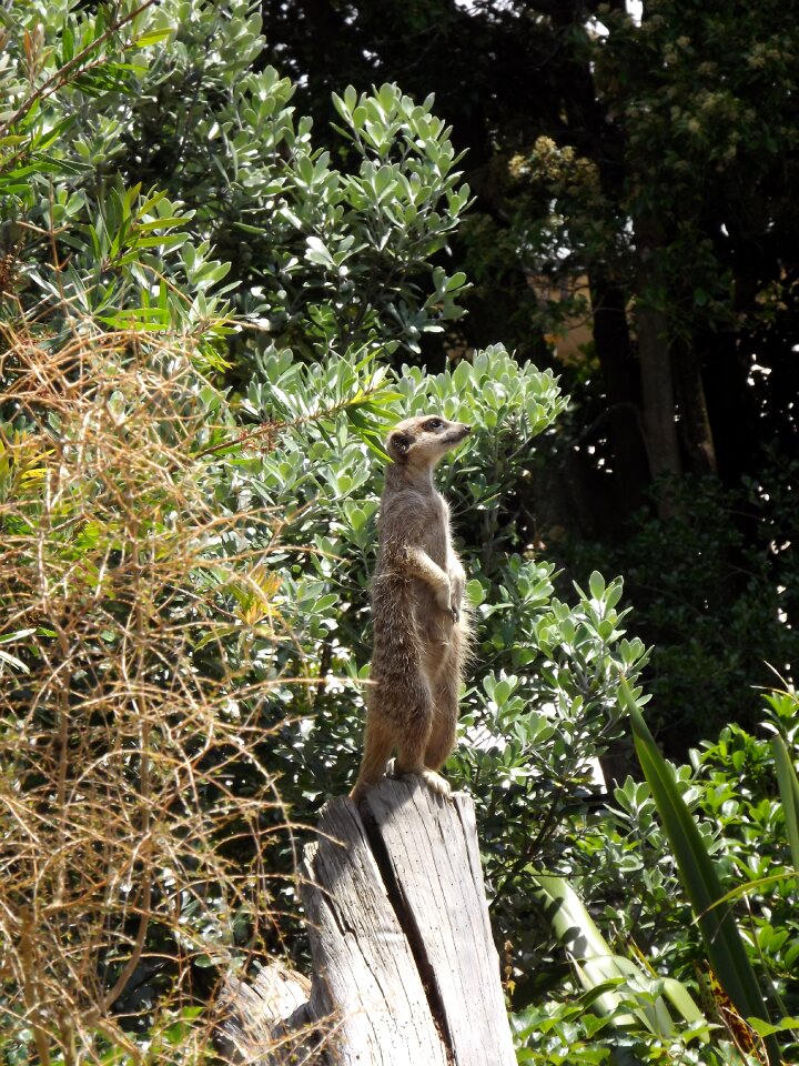 Wildlife cute nature