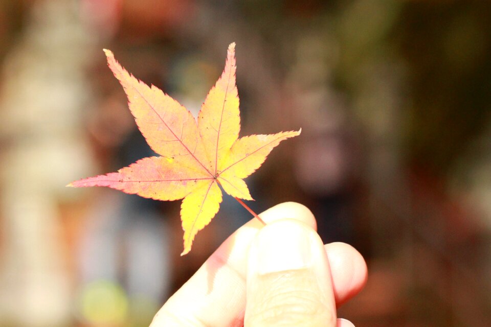 Autumn leaves red leaf autumn