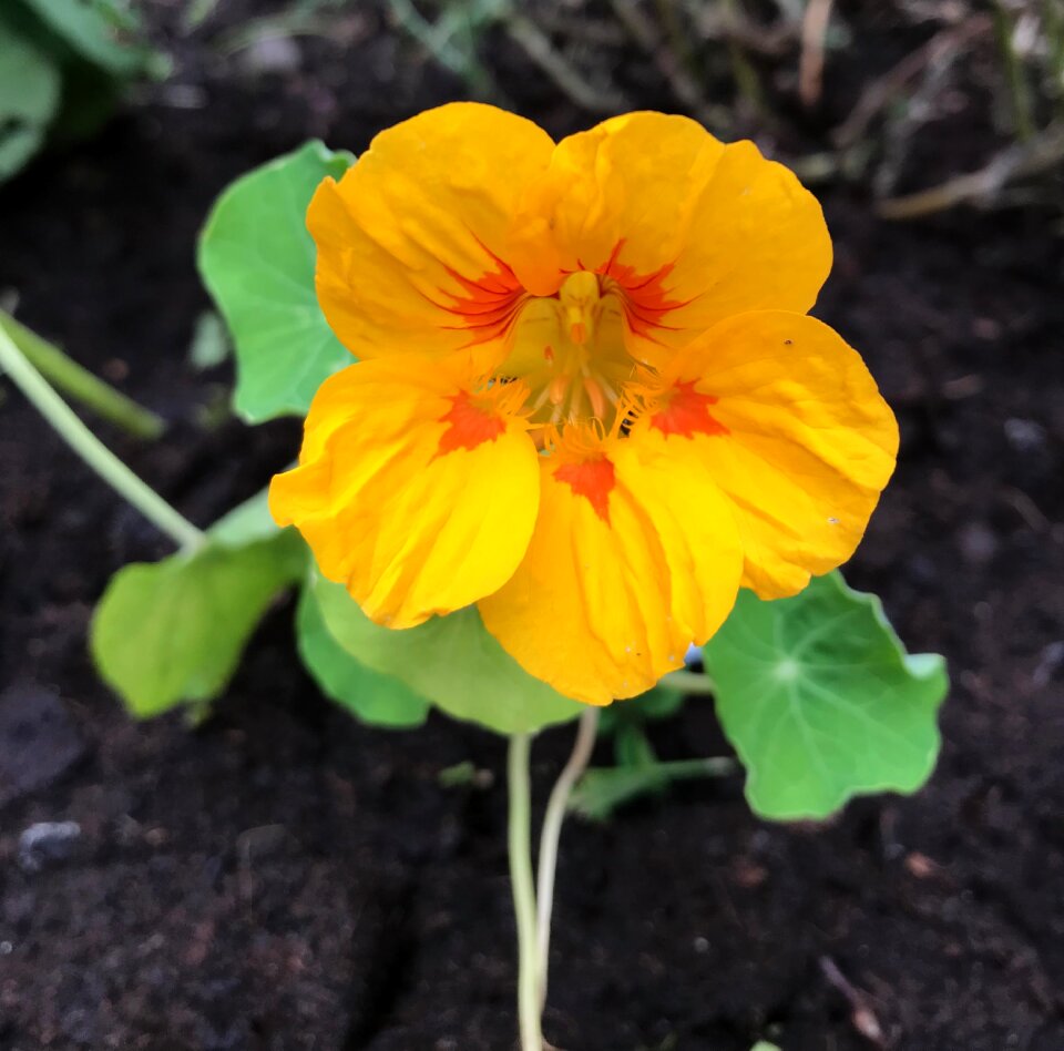 Bloom plant calyx