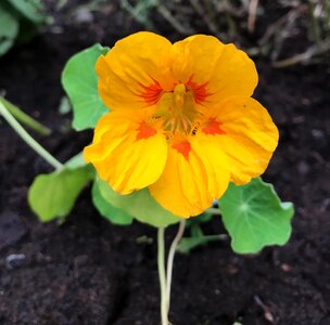 Bloom plant calyx photo