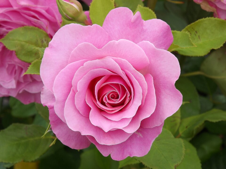 Bloom nature romantic