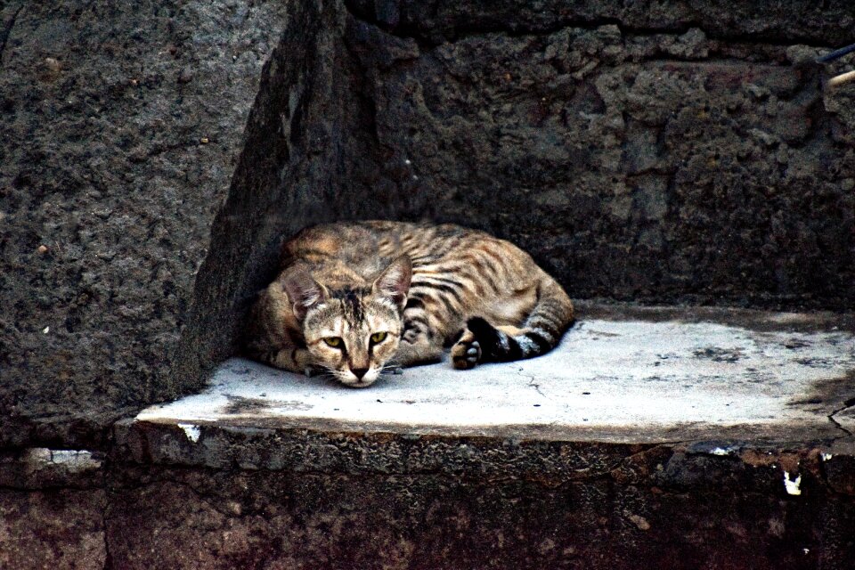 Feline resting