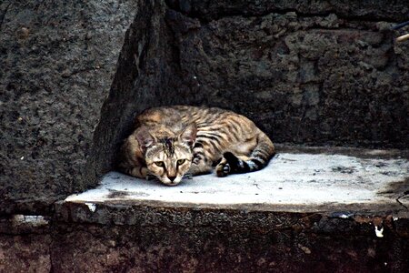 Feline resting