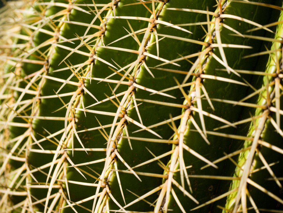 Prickly cactus greenhouse tropical