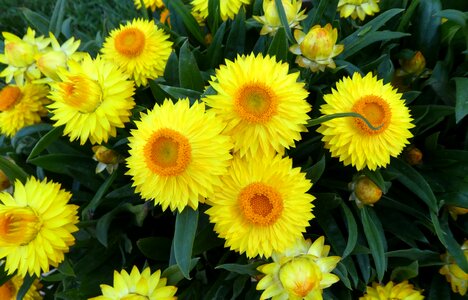 Straw flowers yellow flowers summer photo