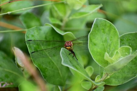 Green insect dragonfly photo