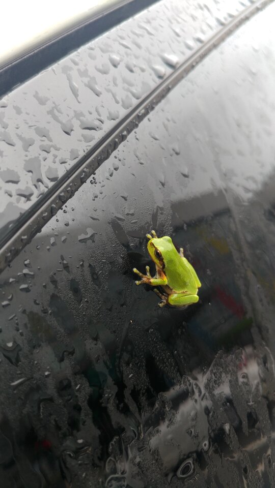 Amphibians of one outdoors