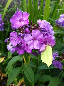 Bloom flower purple photo