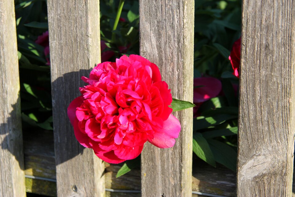 Bloom paeonia garden