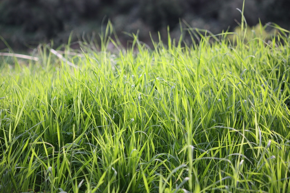 Garden nature meadows