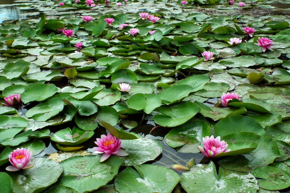 Pink summer foliage