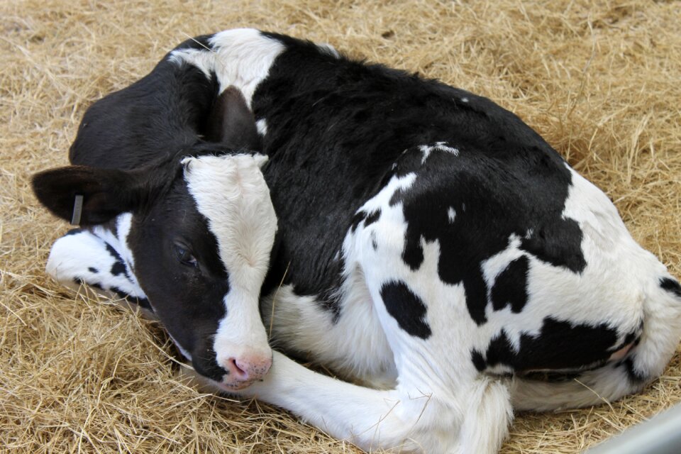 Livestock nature cow photo