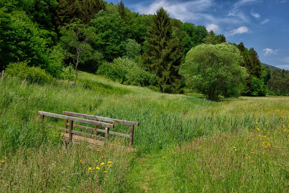 Landscape environment trees photo