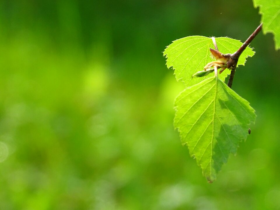 Tree leaf light green