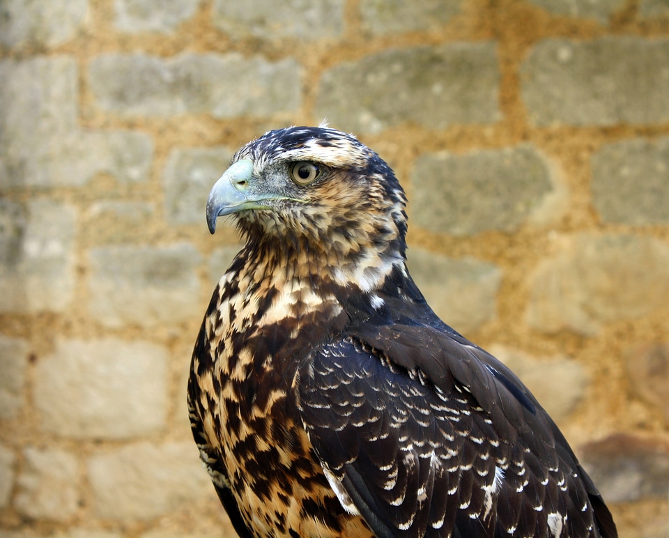 Predator wildlife feather