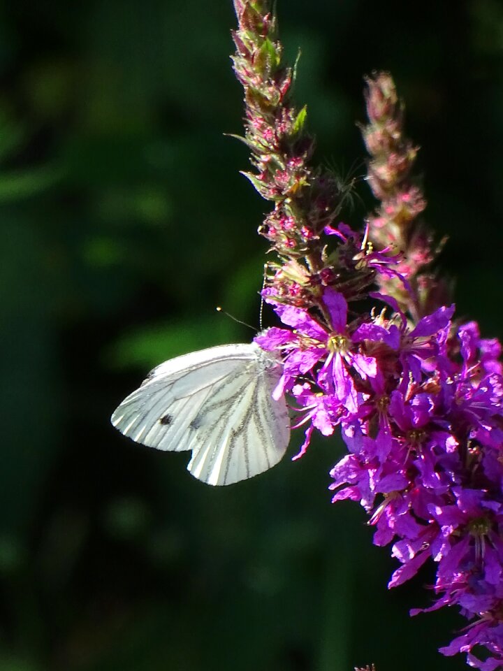 Nature insect
