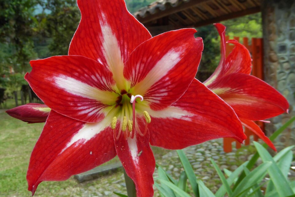 Flower blossom bloom