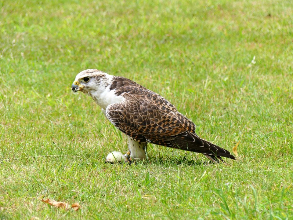 Predator nature bird