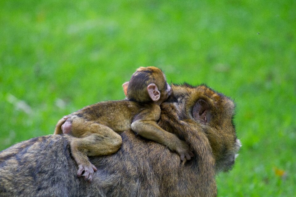 Baby barbary macaque