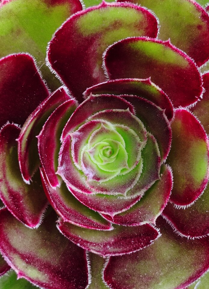 Plant garden summer