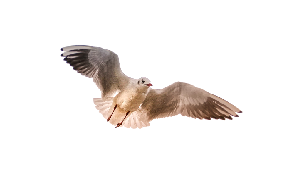 Sea bird wing