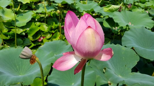 Lotus leaf flowers pond