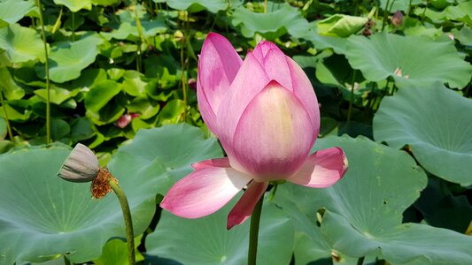 Lotus leaf flowers pond photo