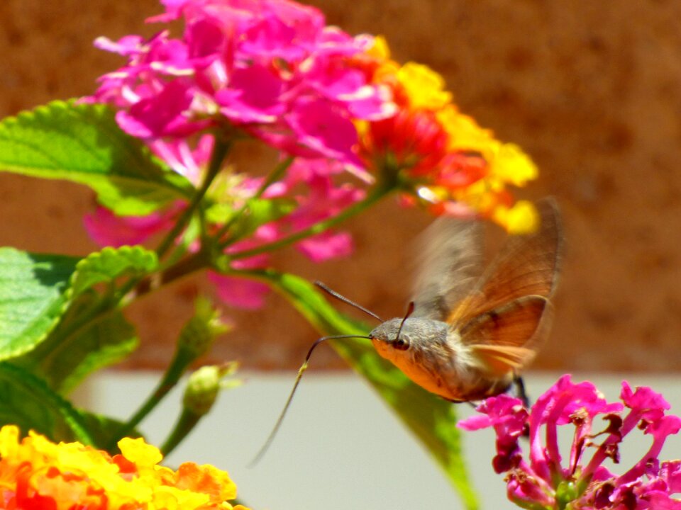 Insects garden wings