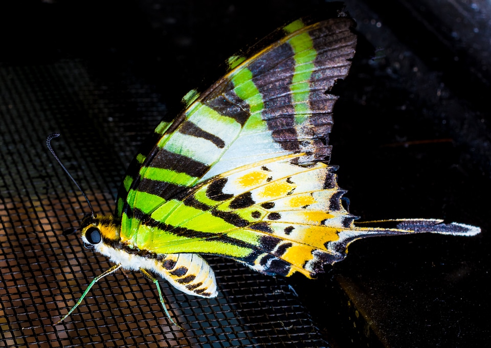 Butterfly insect close up