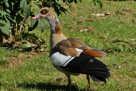 Bird nature waterfowl