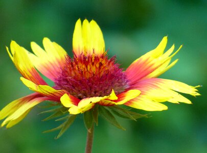 Yellow floral petal photo