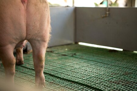 Meat ham pork