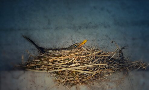 Feather animals mom