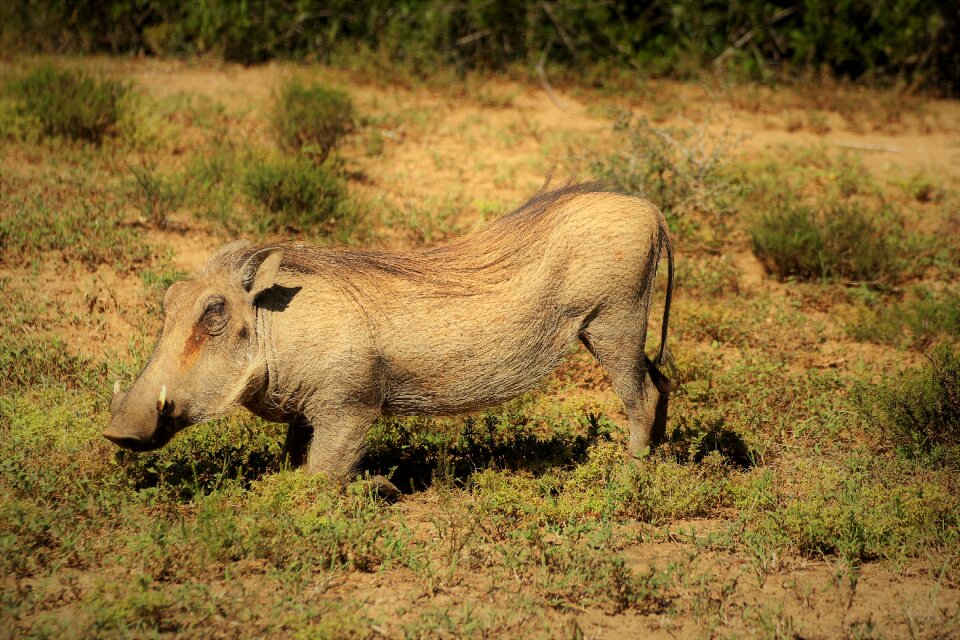 Addo elephant park nature wilderness