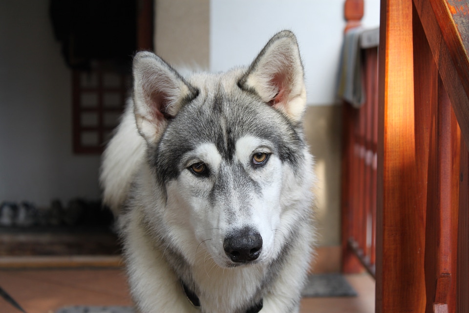 Siberian puppy wolf