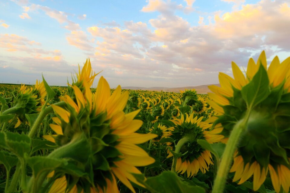 Nature agriculture field