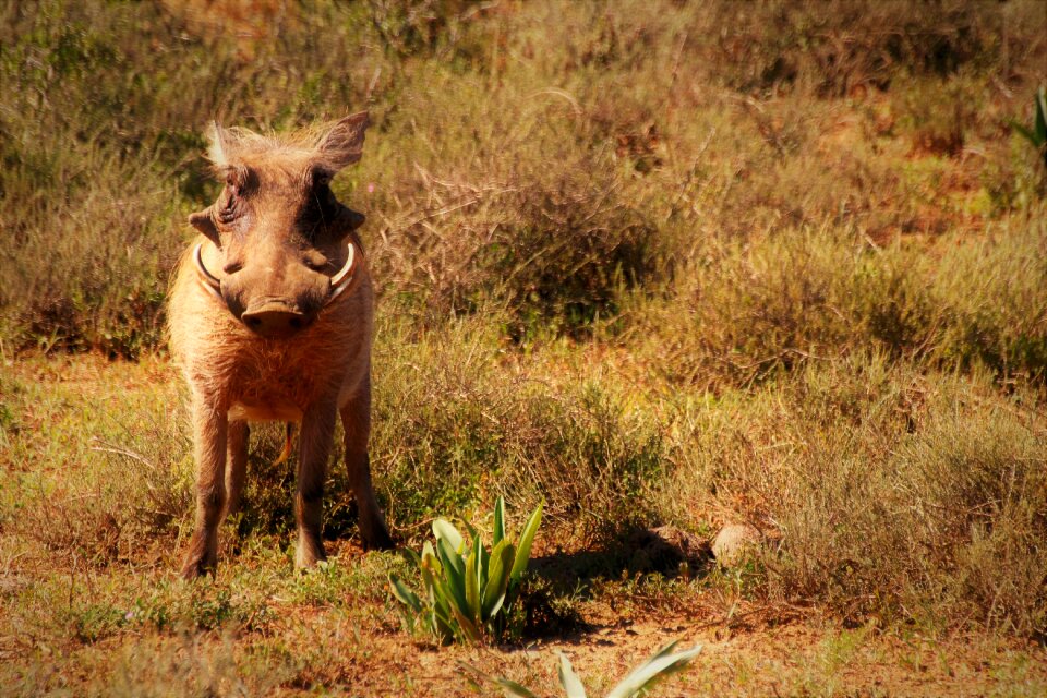 Nature south africa wilderness