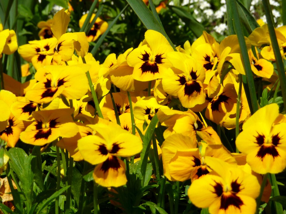 Blossom bloom flowers