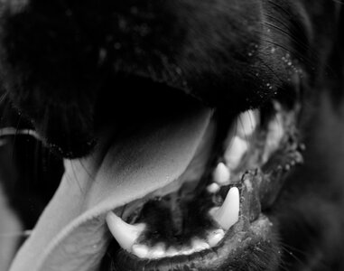 Tongue foot tooth
