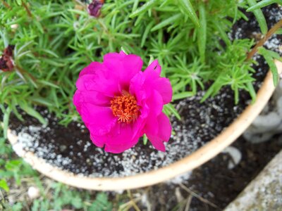 Garden greece pot