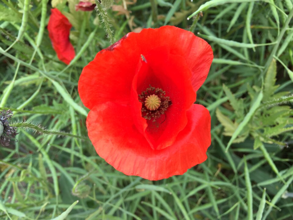 Red close up flora